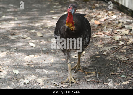 Australische Brushturkey oder australischen Pinsel-Türkei, aka das Peeling Türkei oder Busch Türkei auf dem Bradleys Head Walking Track in Mosman Sydney entdeckt " Stockfoto