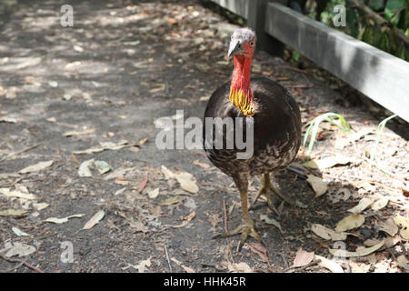 Australische Brushturkey oder australischen Pinsel-Türkei, aka das Peeling Türkei oder Busch Türkei auf dem Bradleys Head Walking Track in Mosman Sydney entdeckt " Stockfoto