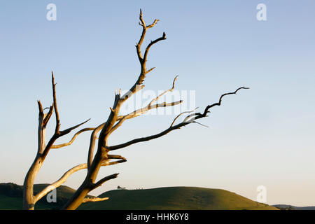 Parrock Hill gesehen von Cadbury Castle, Somerset, England, UK Stockfoto