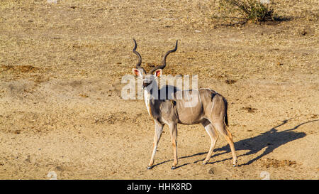 Große Kudu im Krüger-Nationalpark, Südafrika; Specie Tragelaphus Strepsiceros Familie der Horntiere Stockfoto