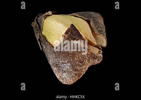 Fagopyrum Esculentum, Buchweizen, jedoch Buchweizen, Früchte mit Samen, Nahaufnahme Stockfoto