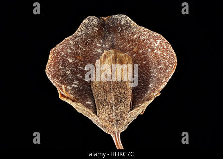 Fagopyrum Esculentum, Buchweizen, jedoch Buchweizen, Obst, Nahaufnahme Stockfoto