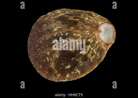 Galeopsis Speciosa, Large flowered Hanf-Brennessel, Bunter Hohlzahn, Samen, Nahaufnahme, Samen Größe 3 mm Stockfoto