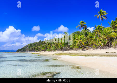 Dravuni Island, Fidschi. Strand und Palmen Bäume im Süd-Pazifik. Stockfoto