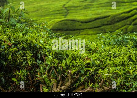 Tee-Felder in der Cameron Higlands in Malaysia, Nahaufnahme Stockfoto