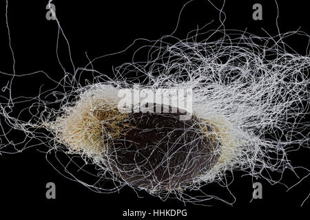 Gossypium Hirsutum, Baumwolle, Baumwolle, Saatgut, nah, Samen Größe 3-5 mm Stockfoto
