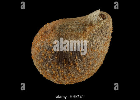 Hibiscus Moscheutos, Rose Malve, Sumpfeibisch, Samen, Nahaufnahme, Samen Größe 2-3 mm Stockfoto