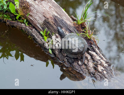 Europäische Sumpfschildkröte, sitzt auf einem Ast an einem Teich Stockfoto