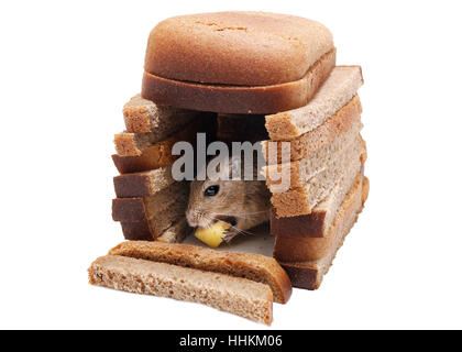 Wüstenrennmaus Maus Matte Käse im Haus von Brot Stücke isoliert auf weißem Hintergrund. Immo-Konzept. Stockfoto