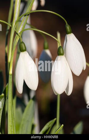 Lange Blütenstiele unterscheiden die gewählte Art der riesigen Schneeglöckchen, Galanthus Elwesii Var Monostictus "Fly Fishing" Stockfoto