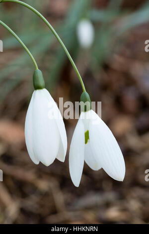 Lange Blütenstiele unterscheiden die gewählte Art der riesigen Schneeglöckchen, Galanthus Elwesii Var Monostictus "Fly Fishing" Stockfoto