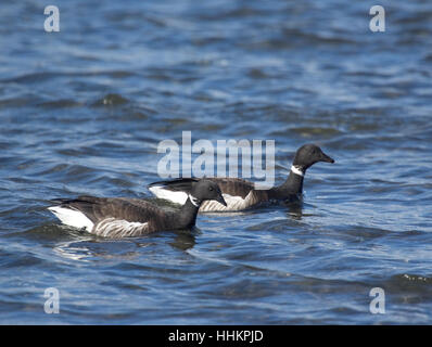 Brants Gänse Fütterung entlang der Ufer von Parksville Bucht BC vor dem Weg nach Alaska Brutstätten. SCO 11, 678. Stockfoto