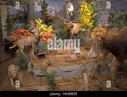 Anzeige der kanadischen einheimische Tiere, die auf Vancouver Island BC Kanada aufgenommen wurde.  SCO 11.888. Stockfoto