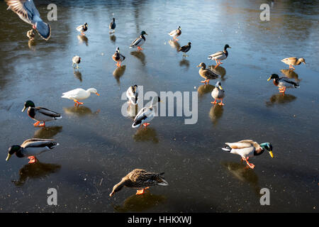 Enten auf zugefrorenen Teich im park Stockfoto