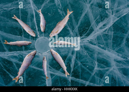 Winter-Angeln am Baikalsee. Fang von Zander und Äsche in der sauberen und schönen Ort! Die tiefsten Süßwassersee der Erde. Fisch-Körper war Stockfoto