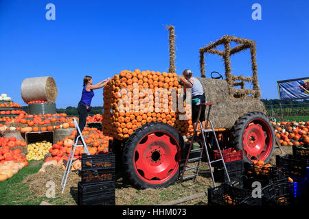 Kürbisse zum Verkauf in Rade in der Nähe von Buxtehude, Altes Land, Niedersachsen, Deutschland, Europa Stockfoto