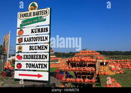 Kürbisse zum Verkauf in Rade in der Nähe von Buxtehude, Altes Land, Niedersachsen, Deutschland, Europa Stockfoto