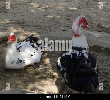 Zwei Haustier Barbarie Enten im kleinen Betrieb in Korfu Griechenland Stockfoto