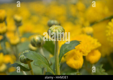 Blüten und Früchte Stockfoto