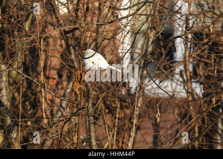 Weiß (Leucistic) Blackbird. Wissenschaftlicher Name: Turdus Merula. In einem Garten in Südengland. Stockfoto