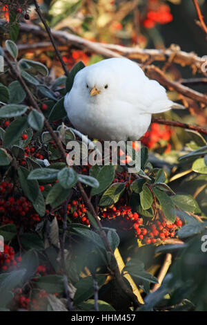 Weiß (Leucistic) Blackbird. Wissenschaftlicher Name: Turdus Merula. In einem Garten in Südengland. Stockfoto