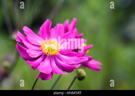 Anemone Hupehensis Blume. Stockfoto