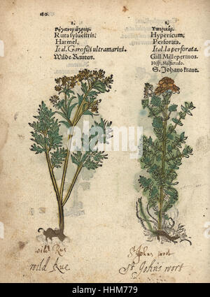 Wild Rue, Ruta Sylvestris und Johanniskraut, Hypericum Perforatum. Handkoloriert Holzschnitt Gravur eine botanische Illustration von Adam Lonicers Krauterbuch oder Kräuter, Frankfurt am Main, 1557. Dies aus einem 17. Jahrhundert Pirate Edition oder Atlas Illustrationen nur, mit Untertiteln in Latein, Griechisch, Französisch, Italienisch, Deutsch und in Englisch Manuskript. Stockfoto