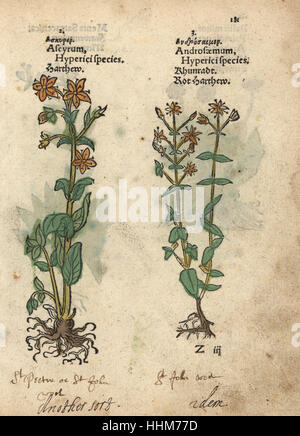 Johanniskraut, Hypericum Perforatum (Ascyrum und Androsaemum). Handkoloriert Holzschnitt Gravur eine botanische Illustration von Adam Lonicers Krauterbuch oder Kräuter, Frankfurt am Main, 1557. Dies aus einem 17. Jahrhundert Pirate Edition oder Atlas Illustrationen nur, mit Untertiteln in Latein, Griechisch, Französisch, Italienisch, Deutsch und in Englisch Manuskript. Stockfoto