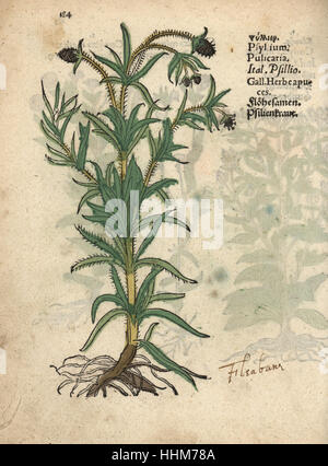 Flohsamen, Plantago Psyllium. Handkoloriert Holzschnitt Gravur eine botanische Illustration von Adam Lonicers Krauterbuch oder Kräuter, Frankfurt am Main, 1557. Dies aus einem 17. Jahrhundert Pirate Edition oder Atlas Illustrationen nur, mit Untertiteln in Latein, Griechisch, Französisch, Italienisch, Deutsch und in Englisch Manuskript. Stockfoto