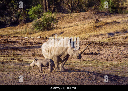 Südliche Breitmaulnashorn im Krüger-Nationalpark, Südafrika; Specie Ceratotherium Simum Simum Familie der Überfamilie Stockfoto