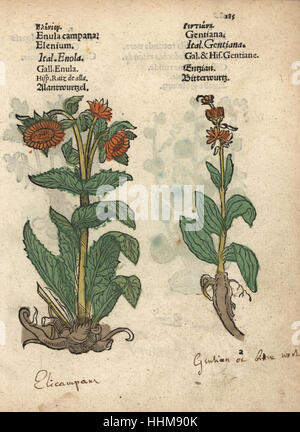 Alant, Inula Helenium und Enzian-Arten. Handkoloriert Holzschnitt Gravur eine botanische Illustration von Adam Lonicers Krauterbuch oder Kräuter, Frankfurt am Main, 1557. Dies aus einem 17. Jahrhundert Pirate Edition oder Atlas Illustrationen nur, mit Untertiteln in Latein, Griechisch, Französisch, Italienisch, Deutsch und in Englisch Manuskript. Stockfoto