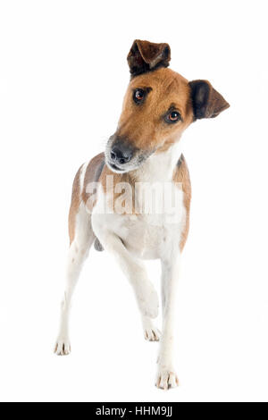 Porträt einer reinrassigen glatt Foxterrier vor weißem Hintergrund Stockfoto