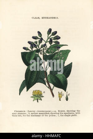 Zimt, Cinnamomum Verum (Laurus Cinnamomum). Handkoloriert Holzschnitt Stiche aus James Main populäre Botanik, Orr und Smith, London, 1835. James Main (1775-1846) war ein schottischer Gärtner, Botaniker und Schriftsteller. Stockfoto