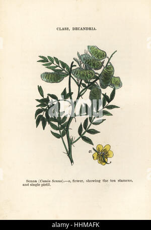 Alexandrinische Senna Senna Alexandrina (Senna Cassia Senna). Handkoloriert Holzschnitt Stiche aus James Main populäre Botanik, Orr und Smith, London, 1835. James Main (1775-1846) war ein schottischer Gärtner, Botaniker und Schriftsteller. Stockfoto