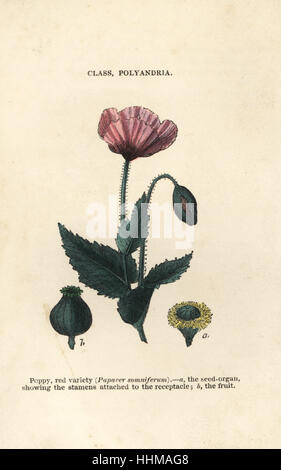 Schlafmohn, Papaver Somniferum. Handkoloriert Holzschnitt Stiche aus James Main populäre Botanik, Orr und Smith, London, 1835. James Main (1775-1846) war ein schottischer Gärtner, Botaniker und Schriftsteller. Stockfoto