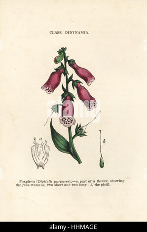 Purpurrote Fingerhut, Digitalis Purpurea. Handkoloriert Holzschnitt Stiche aus James Main populäre Botanik, Orr und Smith, London, 1835. James Main (1775-1846) war ein schottischer Gärtner, Botaniker und Schriftsteller. Stockfoto