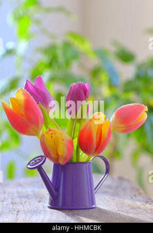 Frische Tulpen im Garten Sprinkler auf alten Holztisch Stockfoto