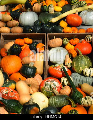 Auswahl an verschiedenen Arten von Kürbisse, Zucchini und Kürbisse in Holzkisten Stockfoto