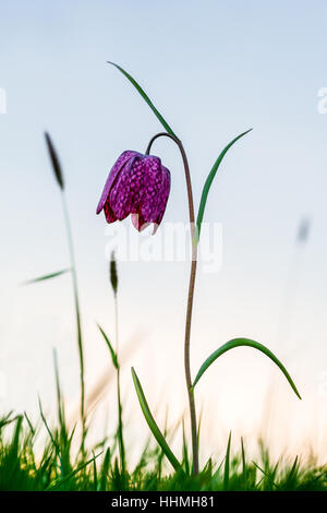 Schlangen Kopf Fritillary, Nordwiese, Cricklade Stockfoto