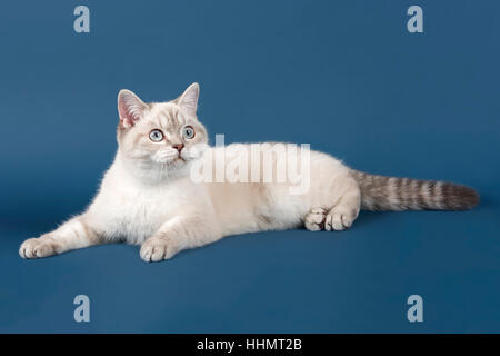 Britisch Kurzhaar Katze Stockfoto