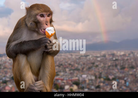 Rhesus-Makaken (Macaca Mulatta) essen Eis in Swayambhunath Tempel, Blick auf Häuser in Stadt, Regenbogen hinter Kathmandu Stockfoto