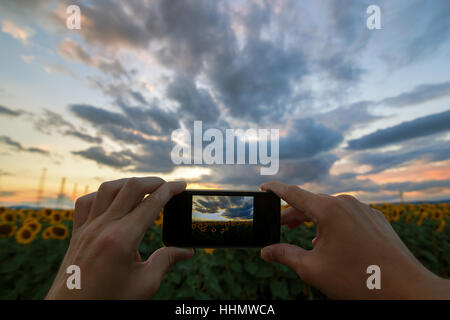 Hand unter Bild von Sonnenblumen Feld von smartphone Stockfoto