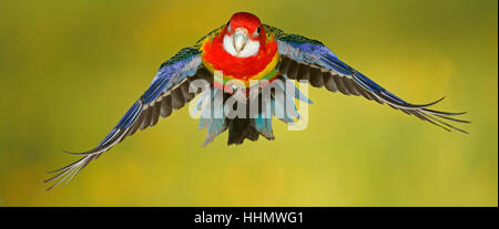 Eastern Rosella (Platycercus Eximius) im Flug gefangen, Deutschland Stockfoto