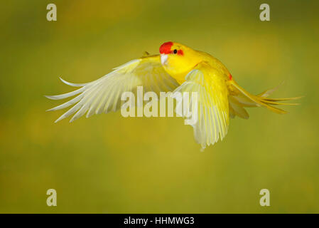 Rot-gekrönter Sittich oder rot-fronted Sittich (Cyanoramphus Novaezelandiae) im Flug gefangen, Deutschland Stockfoto