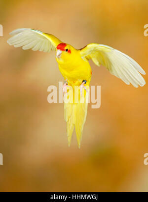 Rot-gekrönter Sittich oder rot-fronted Sittich (Cyanoramphus Novaezelandiae) im Flug gefangen, Deutschland Stockfoto