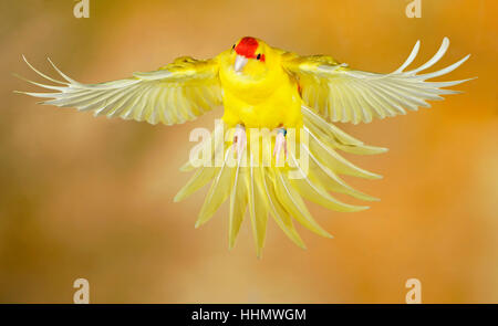 Rot-gekrönter Sittich oder rot-fronted Sittich (Cyanoramphus Novaezelandiae) im Flug gefangen, Deutschland Stockfoto