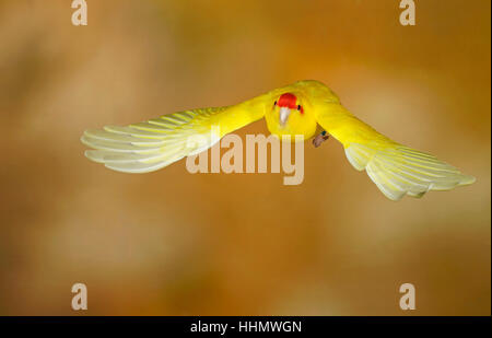 Rot-gekrönter Sittich oder rot-fronted Sittich (Cyanoramphus Novaezelandiae) im Flug gefangen, Deutschland Stockfoto