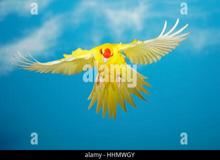 Rot-gekrönter Sittich oder rot-fronted Sittich (Cyanoramphus Novaezelandiae) im Flug gefangen, Deutschland Stockfoto