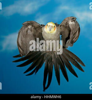 Nymphensittich, auch Quarrion oder Weiro (Nymphicus Hollandicus) im Flug gefangen, Deutschland Stockfoto