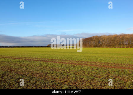 Junge grüne Weizenfeld mit Winter Wald, Hecken und Traktorspuren in Yorkshire Wolds Landschaft unter blauem Himmel. Stockfoto